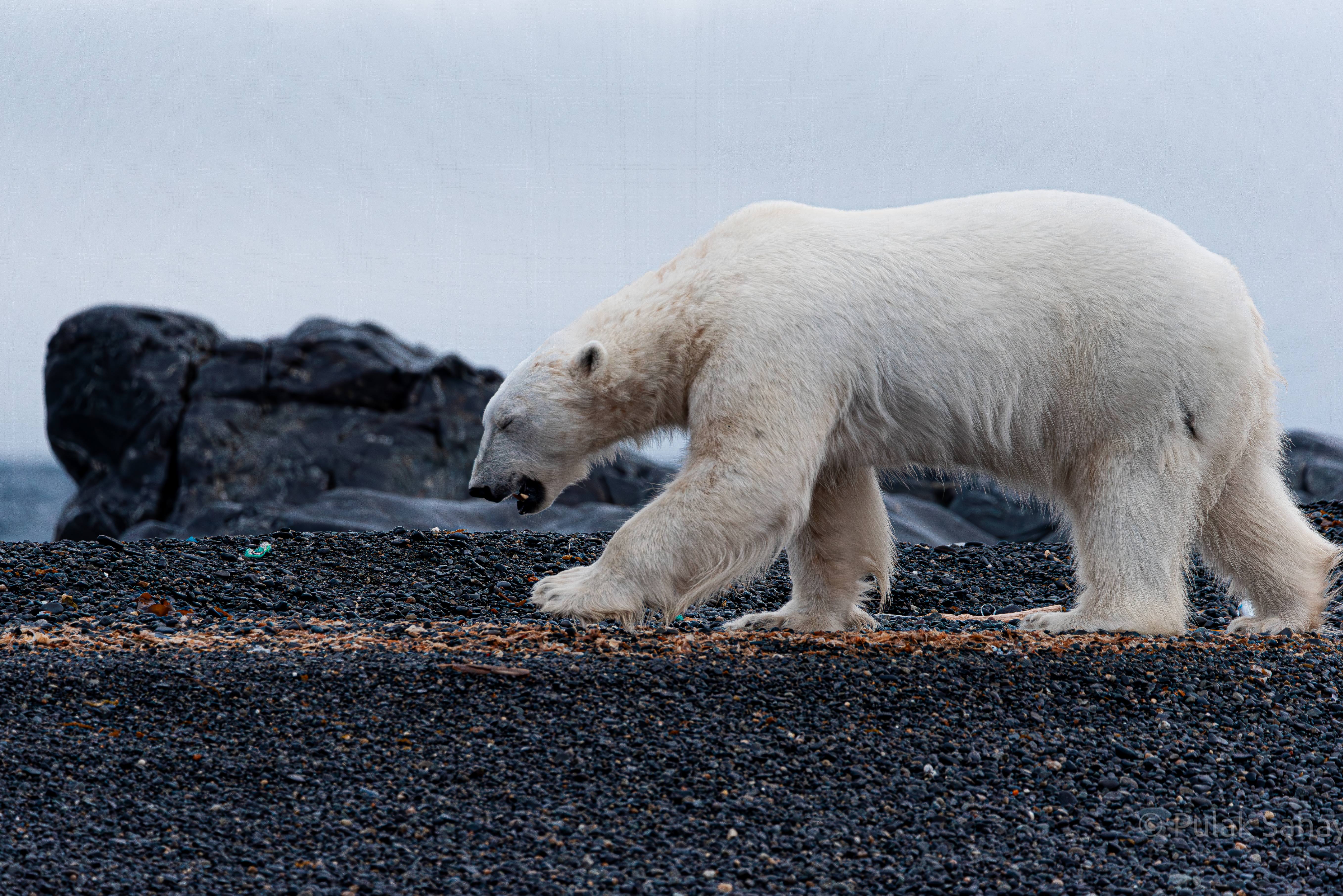 Polar bear walk